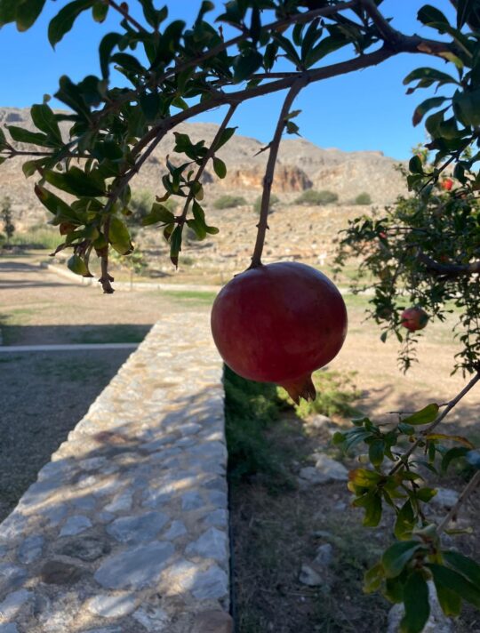 Delfini Greece Kato Zakros 02