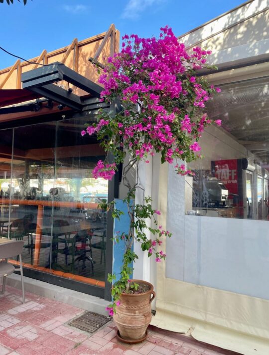Delfini Greece Sitia 06