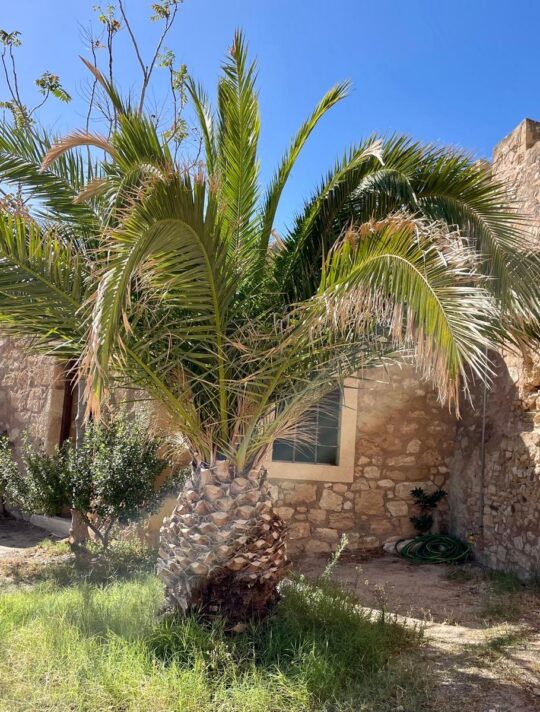 Delfini Greece Sitia 16
