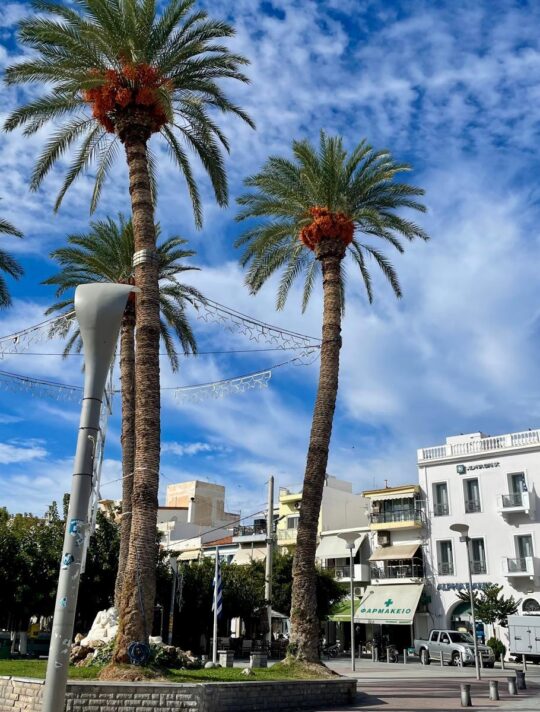 Delfini Greece Sitia 33