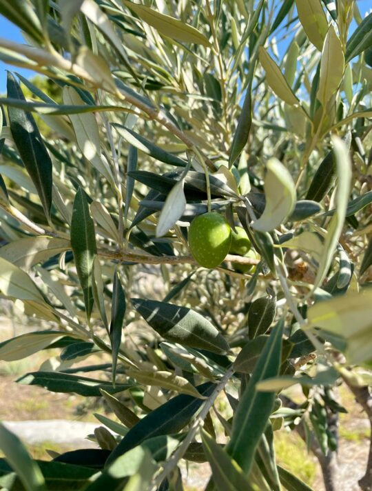 Delfini Greece oliwki 11