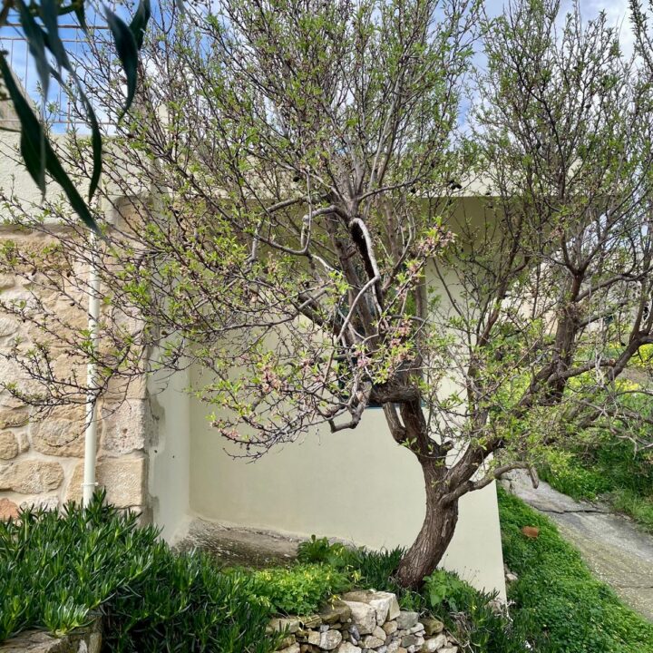 Delfini studio garden 12