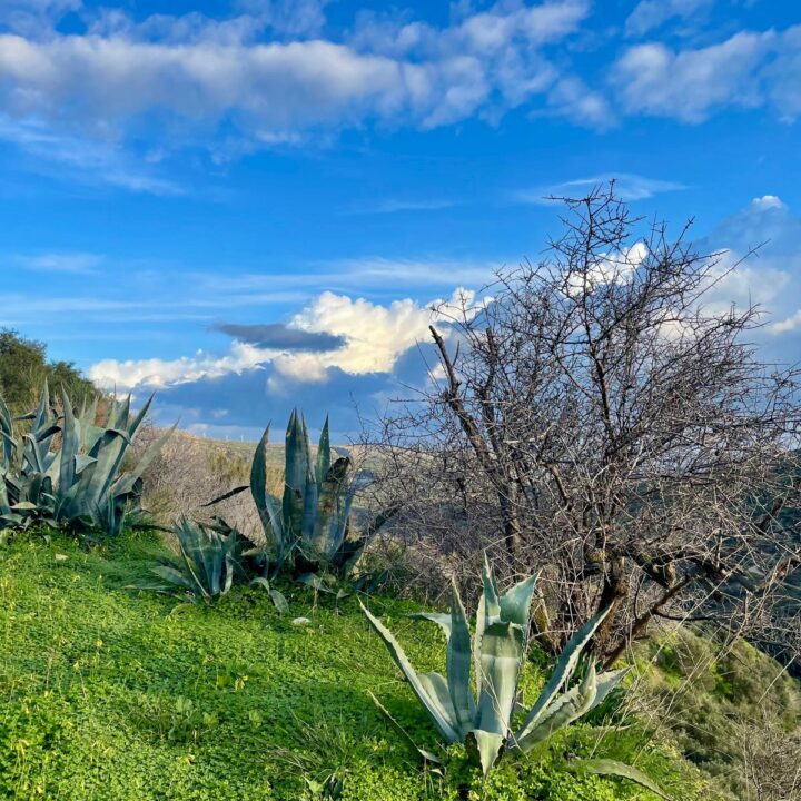 Delfini studio garden 21