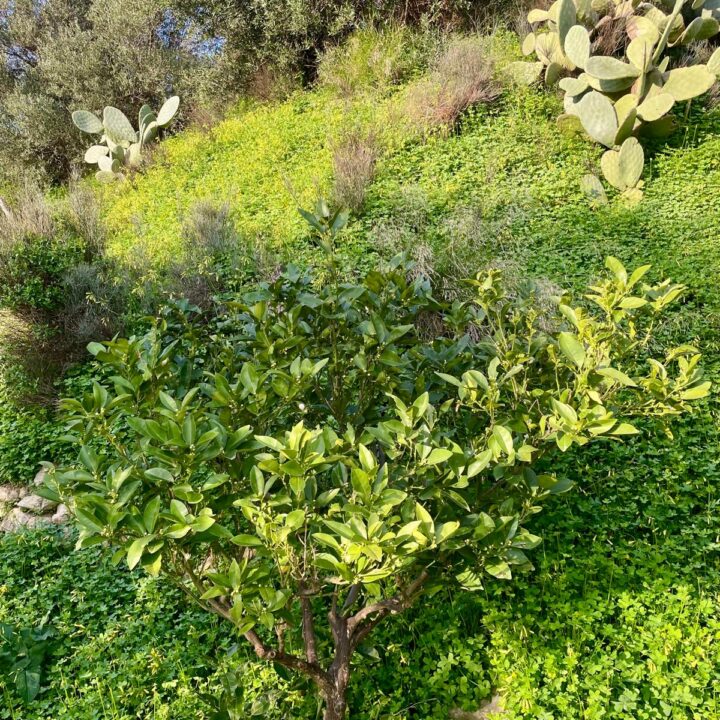 Delfini studio garden 25