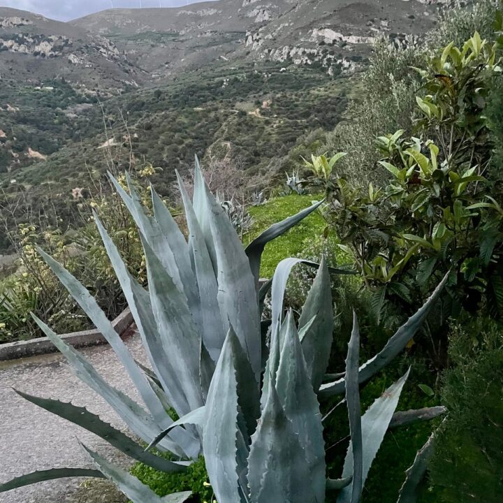 Delfini studio garden 30