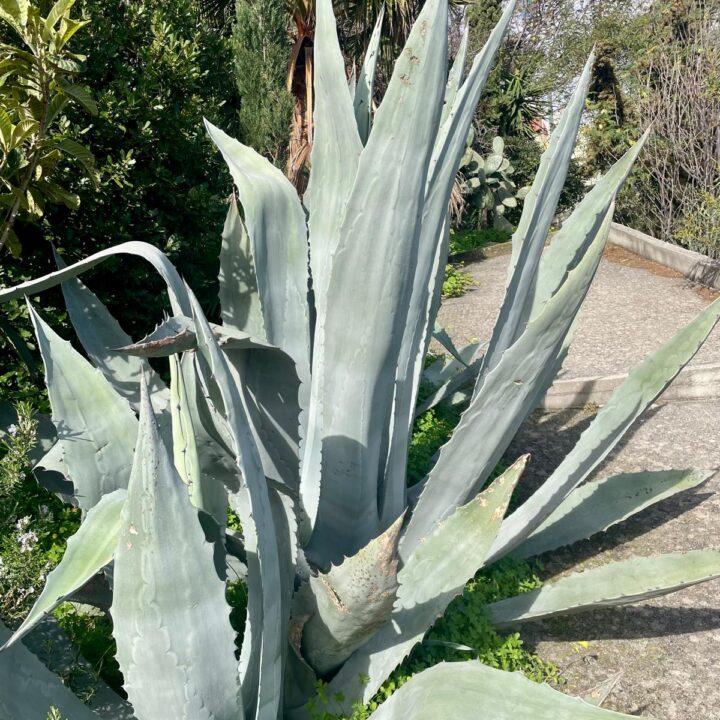 Delfini studio garden 32