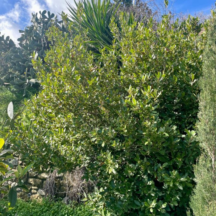 Delfini studio garden 33