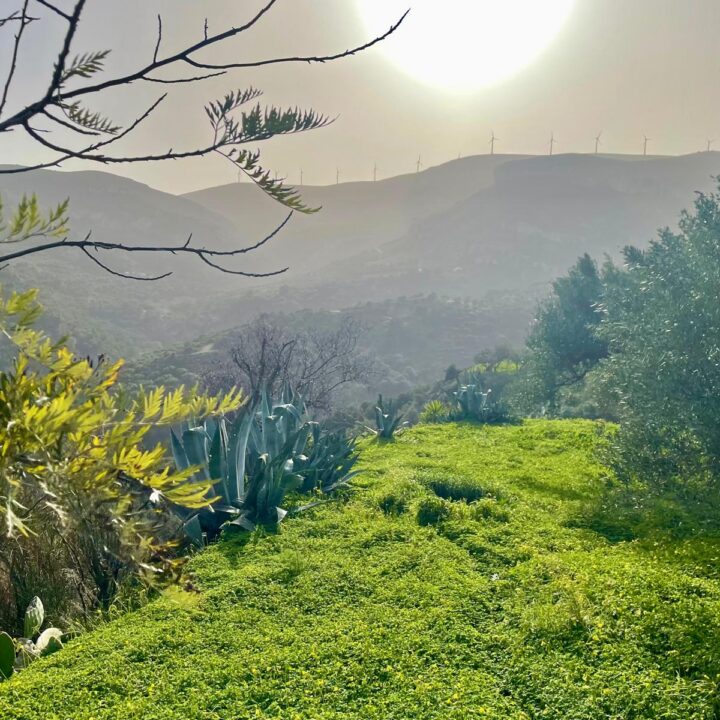 Delfini studio garden 48