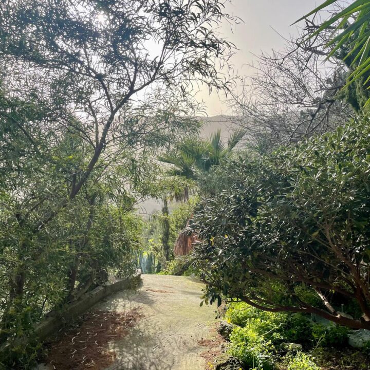 Delfini studio garden 50
