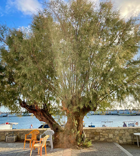 Ierapetra blog 09